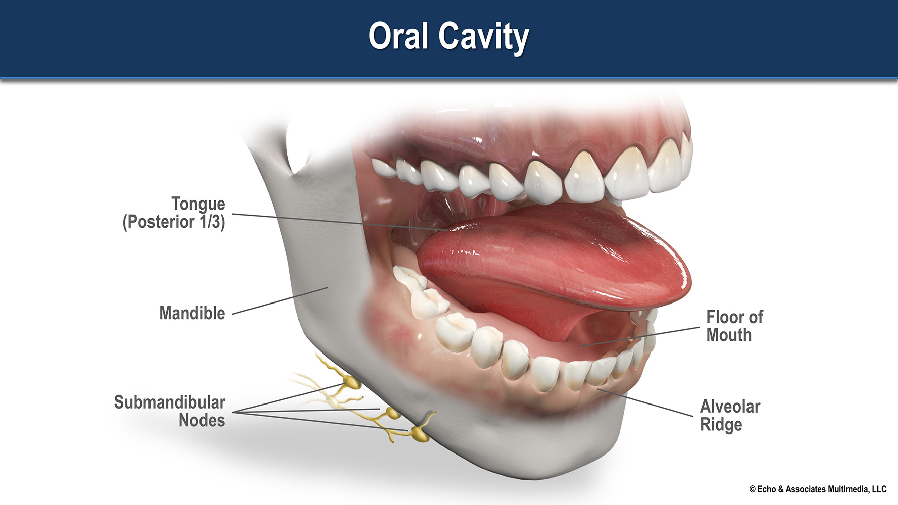 Oral Cavity Diagram
